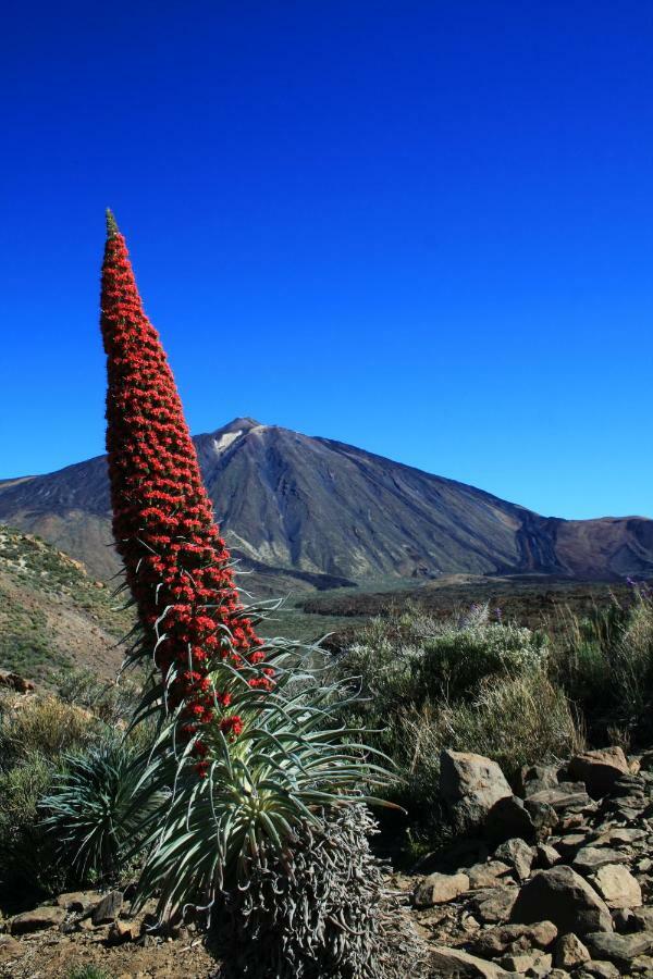 Apt El Perenquen Santa Cruz de Tenerife Eksteriør bilde